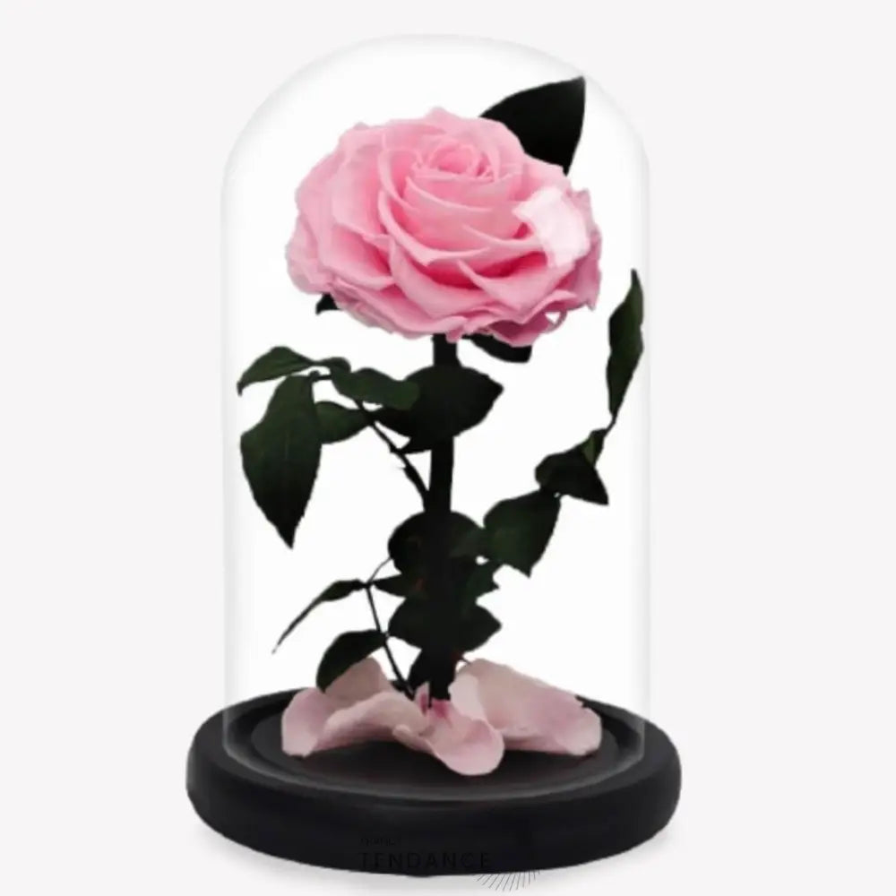 Rose Stabilisée | France-Tendance