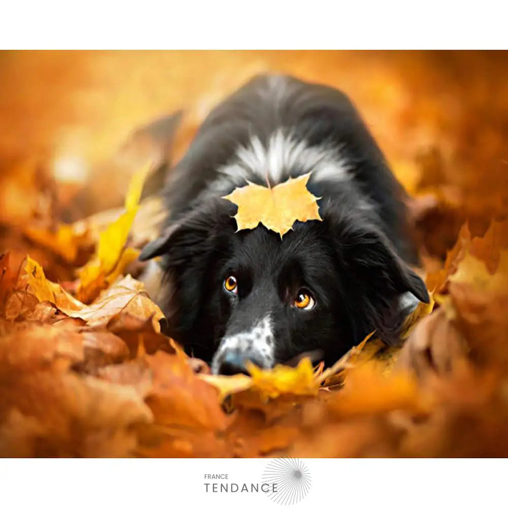 Kit De Peinture Par Numéros - Série Animaux |